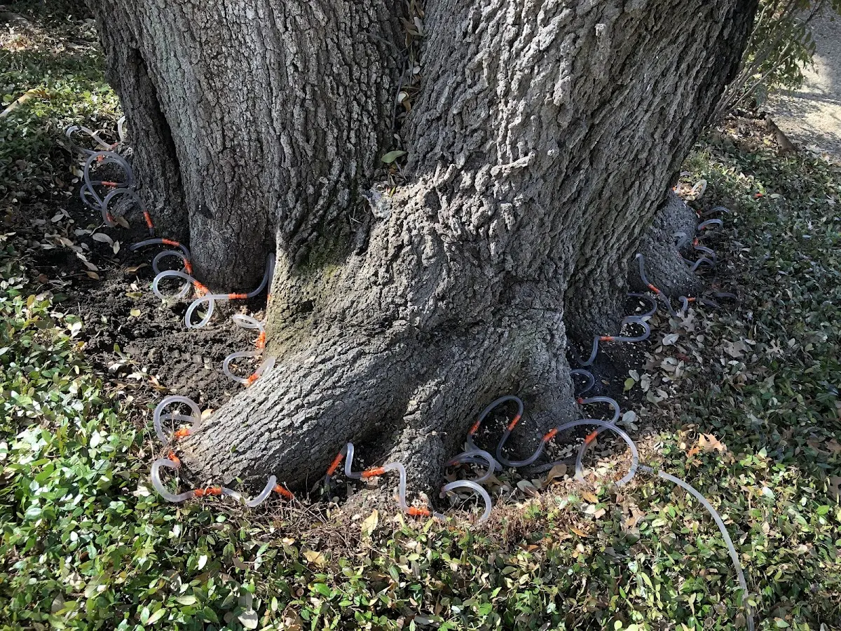 Detailed Tree Cabling and Bracing job site in Collettsville