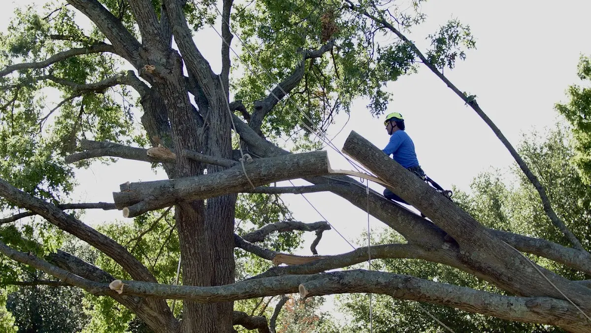 Professional Hazardous Tree Removal performed by certified arborists in Collettsville