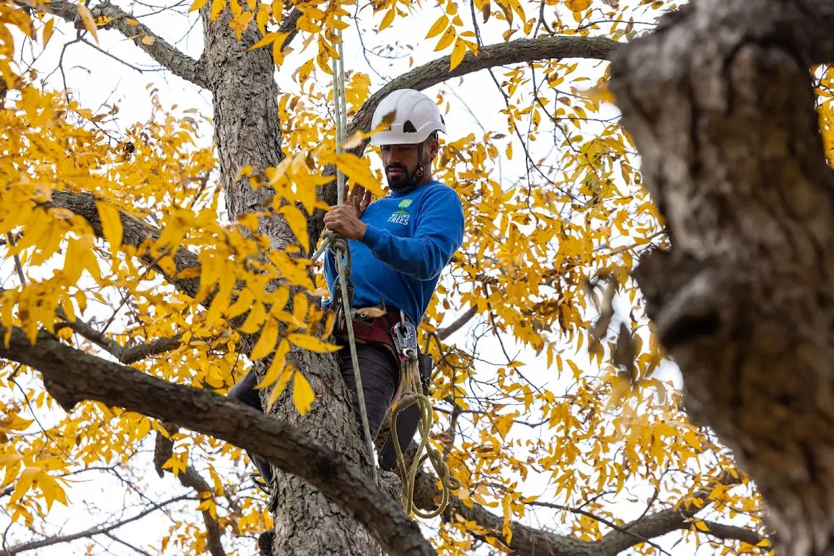 Skilled Tree Planting crew working in Collettsville